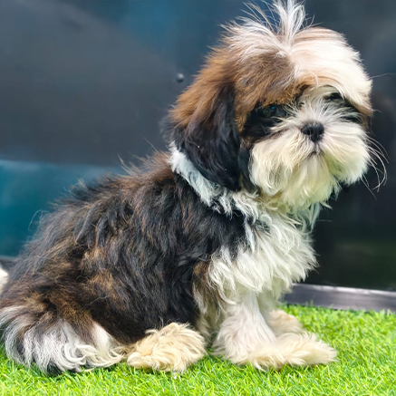 Pet Image